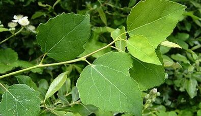 Aspen prostatitis kronikoa tratatzeko