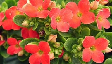 Prostatitis kronikoa tratatzeko kalanchoe