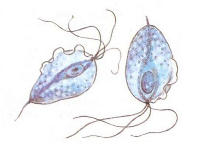 Trichomonas prostatitisaren eragileak